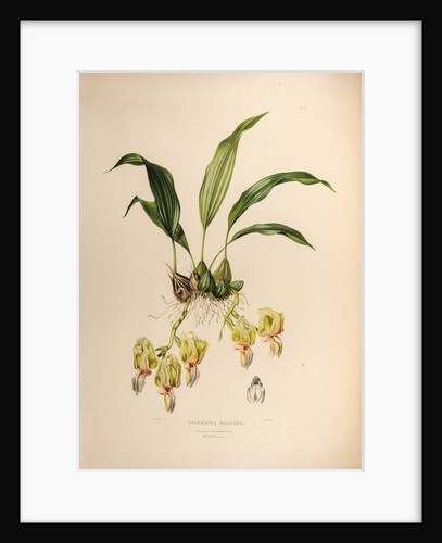 Stanhopea saccate by Maxim Gauci after Augusta Innes Withers