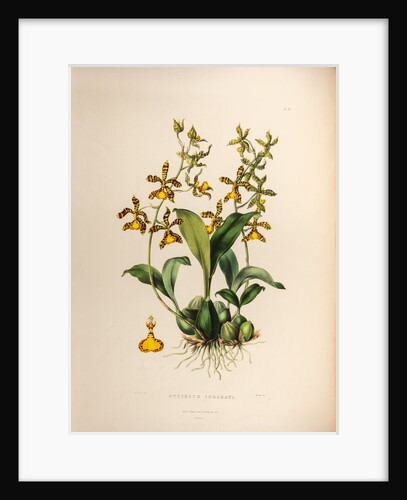 Oncidium insleayi by Maxim Gauci after Sarah Anne Drake