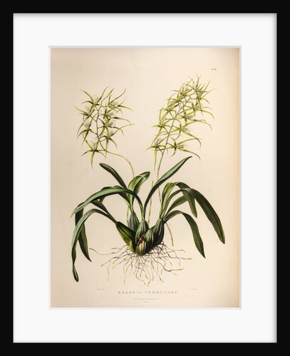 Brassia verrucosa by Maxim Gauci after Augusta Innes Withers