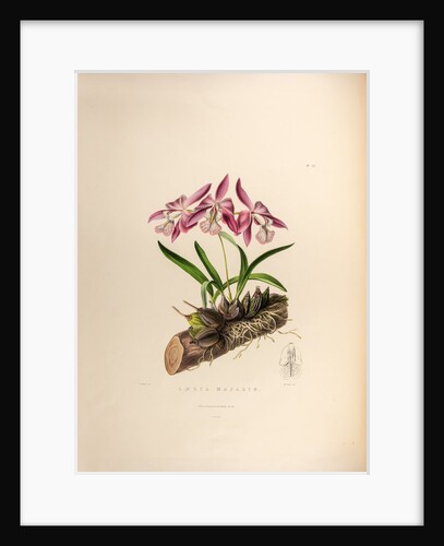 Laelia majalis by Maxim Gauci after Augusta Innes Withers