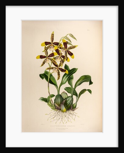 Odontoglossom grande by Maxim Gauci after Augusta Innes Withers