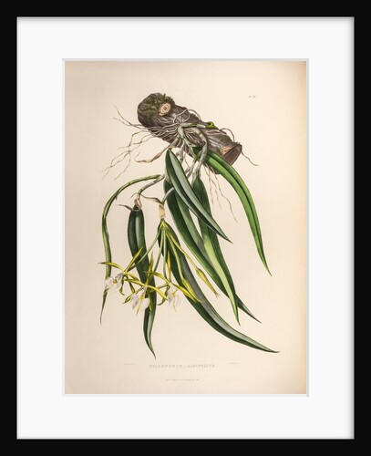 Epidendrum aloifolium by Maxim Gauci after Augusta Innes Withers