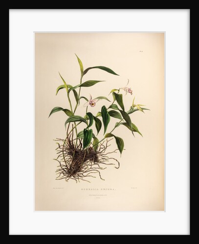 Sobralia decora by Maxim Gauci after Jane Edwards