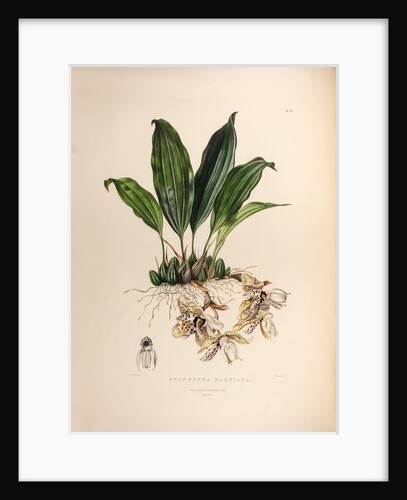 Stanhopea martiana by Maxim Gauci after Augusta Innes Withers