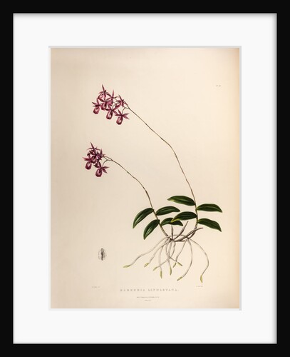 Barkeria lindleyana by Maxim Gauci after Augusta Innes Withers