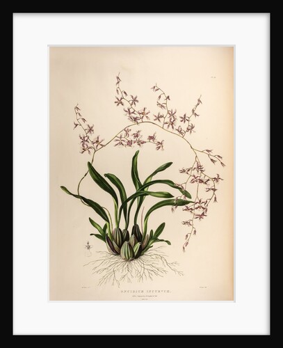 Oncidium incurvum by Maxim Gauci after Augusta Innes Withers