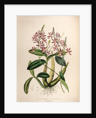 Schomburgkia tibicinic by Maxim Gauci after Sarah Anne Drake