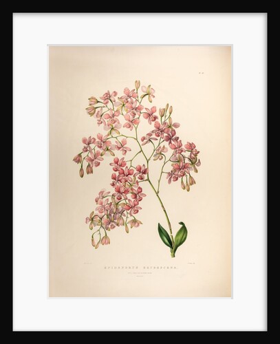 Epidendrums erubescens by Maxim Gauci after Sarah Anne Drake