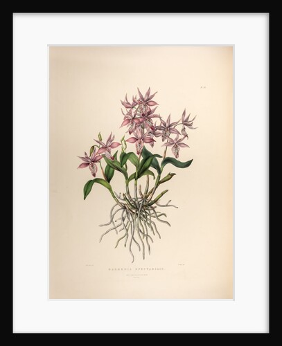 Barkerai spectabilis by Maxim Gauci after Sarah Anne Drake