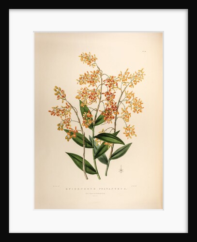 Epidendrum polyanthum by Maxim Gauci after Sarah Anne Drake