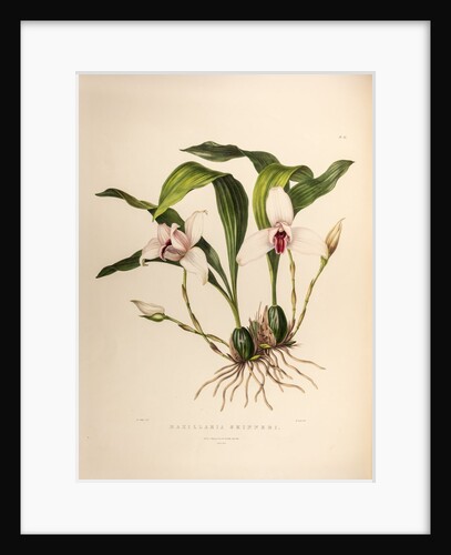 Maxillaria skinneri by Maxim Gauci after Augusta Innes Withers