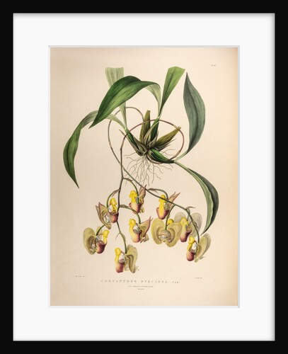 Coryanthes speciosa var. by Maxim Gauci after Sarah Anne Drake