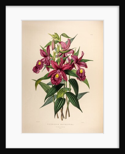 Sobralia macrantha by Maxim Gauci after Sarah Anne Drake