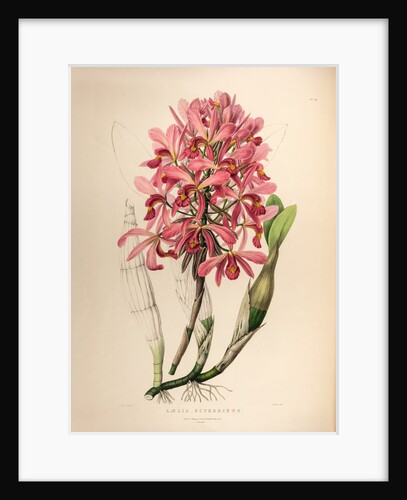 Lælia superbiens by Maxim Gauci after Sarah Anne Drake