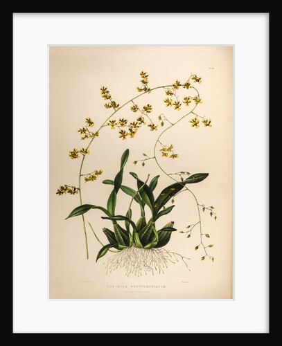 Oncidium wentworthaninum by Maxim Gauci after Augusta Innes Withers