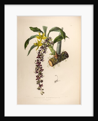 Cycnoches egertonianum by Maxim Gauci after Sarah Anne Drake