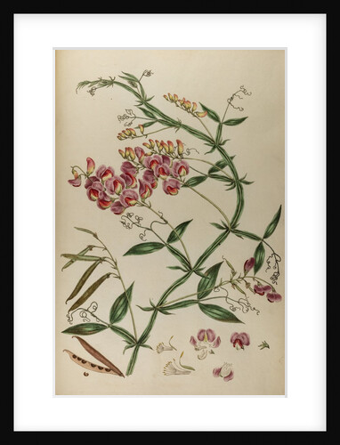 Everlasting pea or chickling vetch by Johann Sebastian Müller