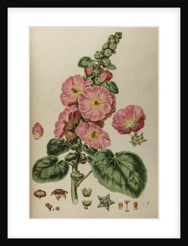 Hollyhock by Johann Sebastian Müller