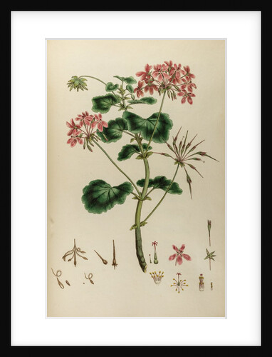 African crane’s bill by Johann Sebastian Müller