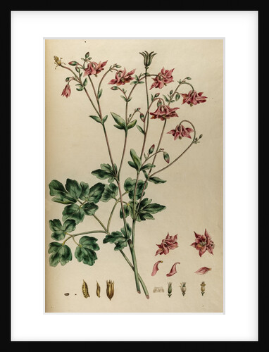 Aquilegia by Johann Sebastian Müller