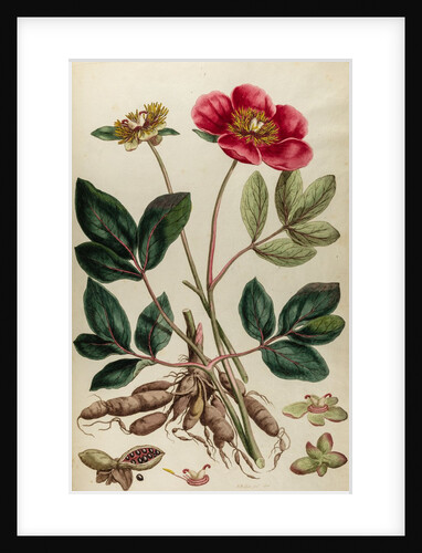 Peony by Johann Sebastian Müller