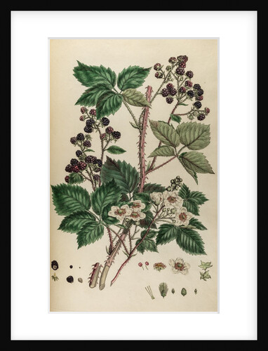 Bramble by Johann Sebastian Müller