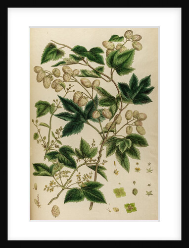 Hop by Johann Sebastian Müller