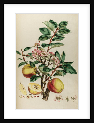 Codlin apple by Johann Sebastian Müller