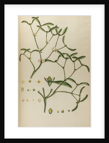 Missletoe by Johann Sebastian Müller