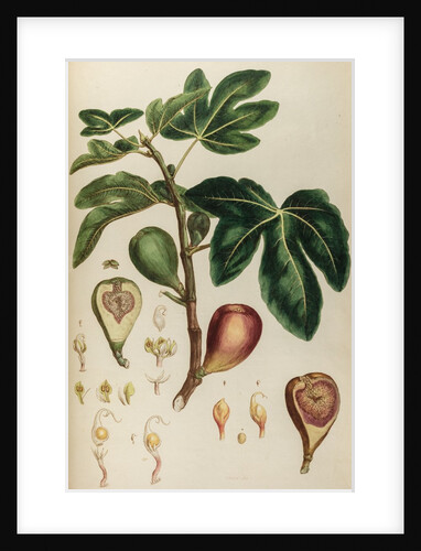 Fig by Johann Sebastian Müller