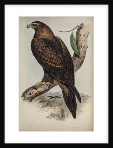 Wedge-tailed eagle by Henry Constantine Richter; Charles Joseph Hullmandel