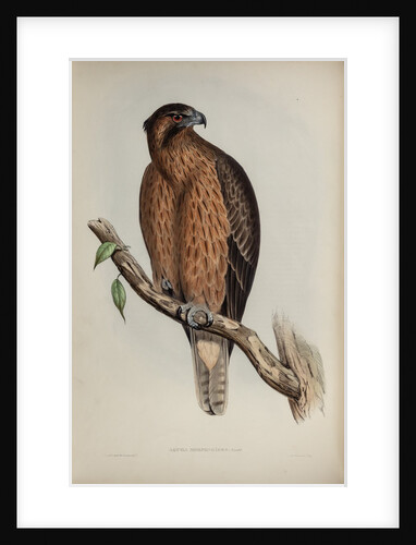 Little Australian eagle by Henry Constantine Richter; Charles Joseph Hullmandel