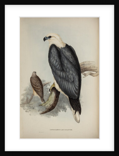 White-bellied sea-eagle by Elizabeth Gould