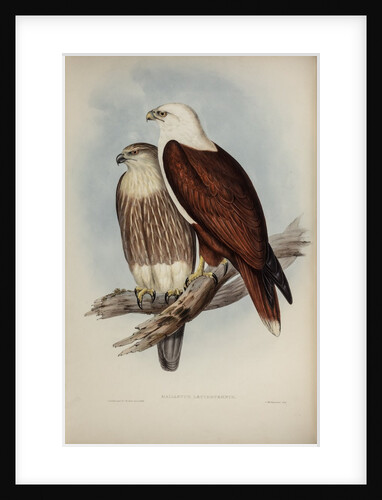 White-breasted sea-eagle by Henry Constantine Richter; Charles Joseph Hullmandel