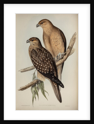 Whistling eagle by Henry Constantine Richter; Charles Joseph Hullmandel