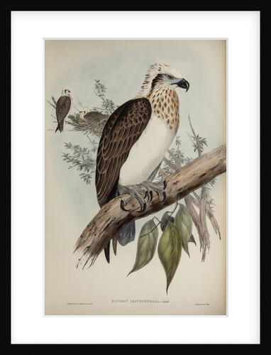 White-headed osprey by Henry Constantine Richter; Charles Joseph Hullmandel