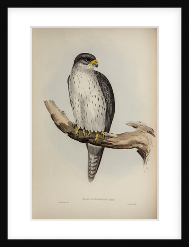 Grey falcon by Elizabeth Gould; Charles Joseph Hullmandel