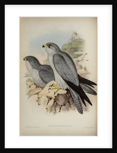Grey falcon by Henry Constantine Richter; Hullmandel & Walton