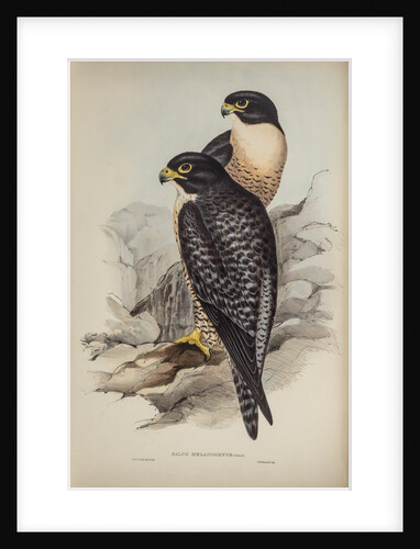 Black-cheeked falcon by Elizabeth Gould; Charles Joseph Hullmandel