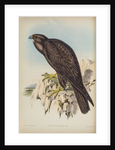 Black falcon by Henry Constantine Richter; Hullmandel & Walton