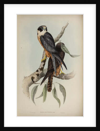 White-fronted falcon by Elizabeth Gould; Charles Joseph Hullmandel