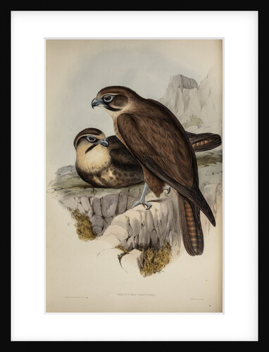 Brown hawk by Henry Constantine Richter; Charles Joseph Hullmandel