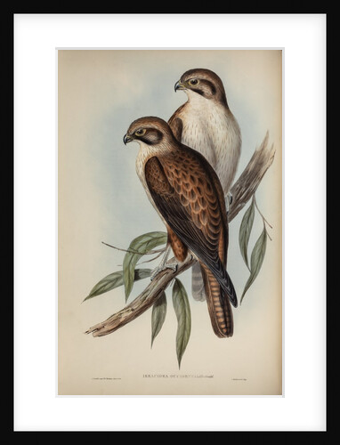 Western brown hawk by Henry Constantine Richter; Charles Joseph Hullmandel
