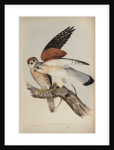 Nankeen kestrel by Henry Constantine Richter; Charles Joseph Hullmandel