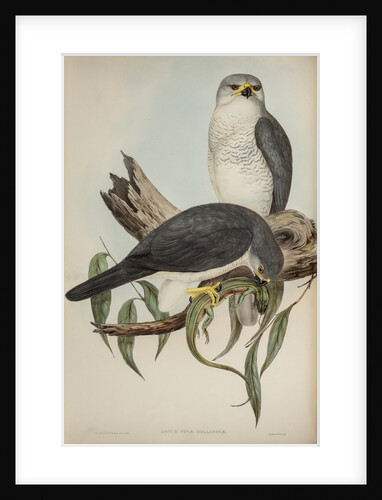New Holland goshawk by Henry Constantine Richter; Charles Joseph Hullmandel