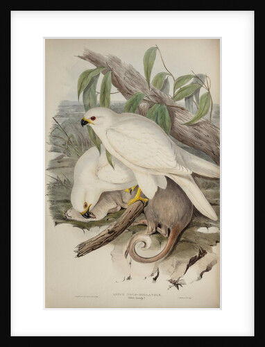 White goshawk by Henry Constantine Richter; Charles Joseph Hullmandel
