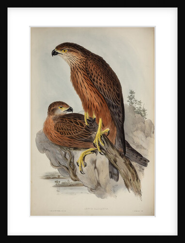 Radiated goshawk by Henry Constantine Richter; Charles Joseph Hullmandel