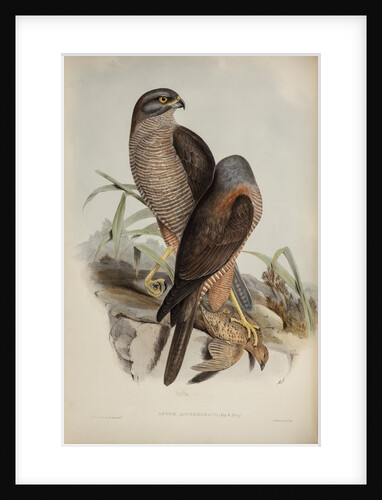 Australian goshawk by Henry Constantine Richter; Charles Joseph Hullmandel