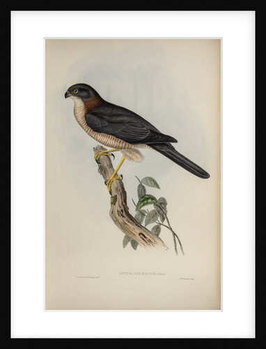 West-Australian goshawk by Henry Constantine Richter; Charles Joseph Hullmandel