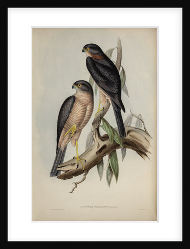 Collared sparrow hawk by Henry Constantine Richter; Charles Joseph Hullmandel